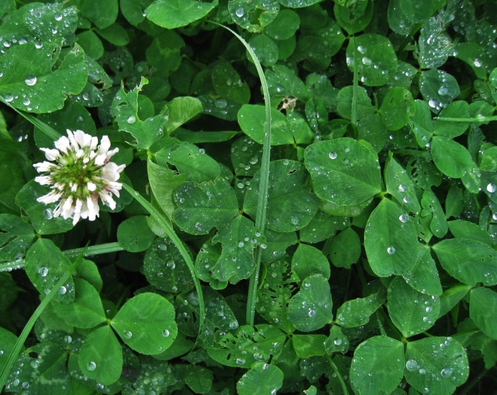 Trifolium repens