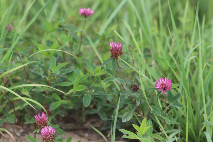Кашка клевер луговой