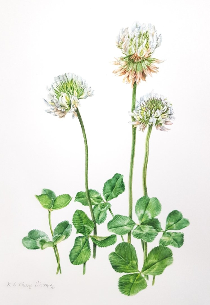 Клевер горный белоголовка