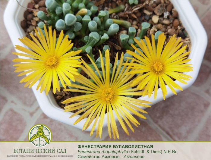 Glottiphyllum pygmaeum