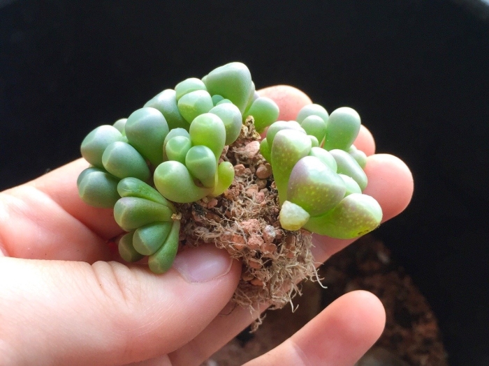 Литопс фенестрария