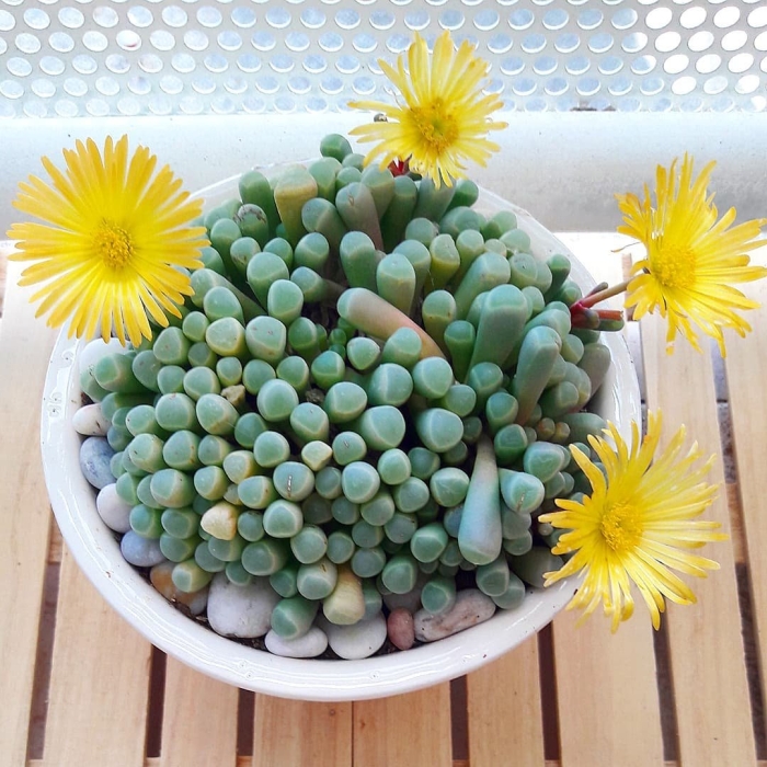 Фенестрария суккулент