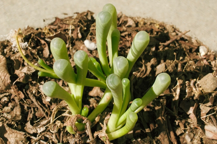 Fenestraria rhopalophylla