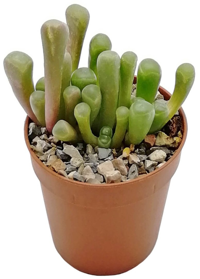 Суккулент литопс