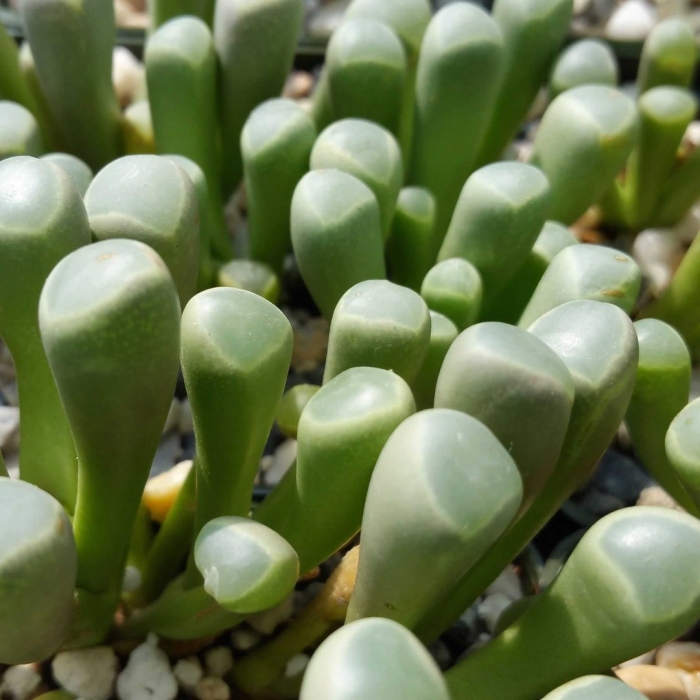 Фенестрария аурантика