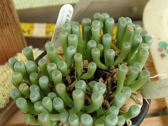 Литопс фенестрария