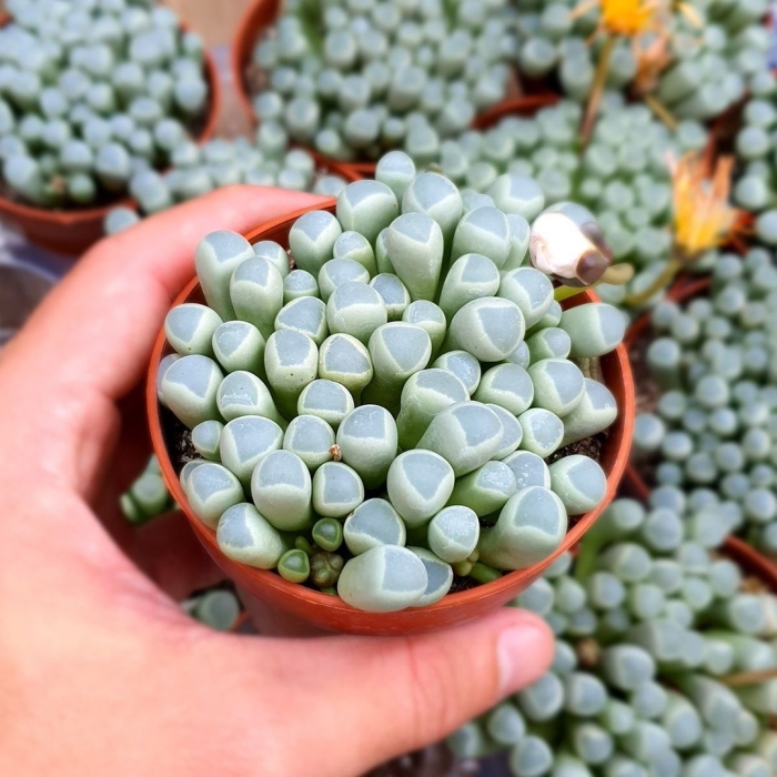 Литопс фенестрария