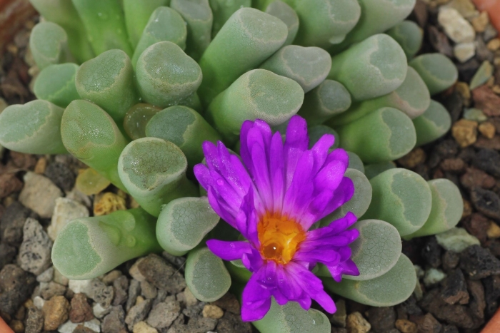 Литопс фрития