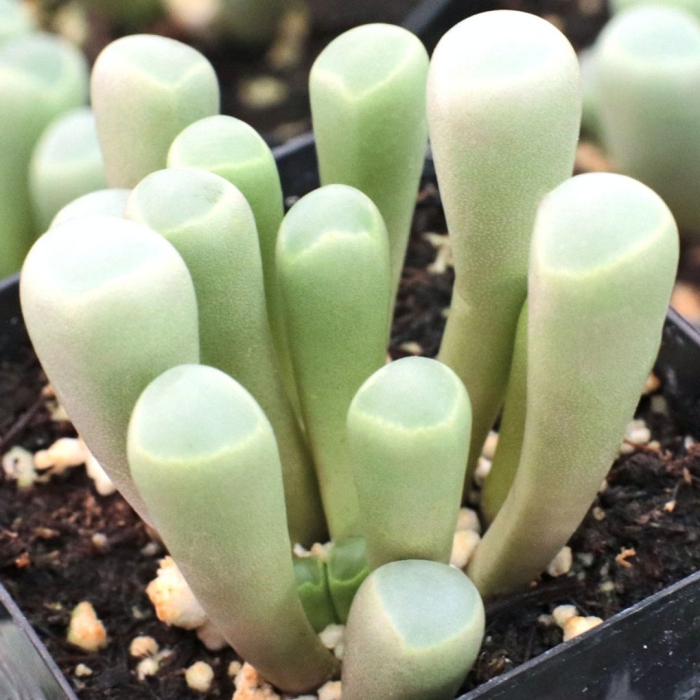 Суккулент фенестрария rhopalophylla