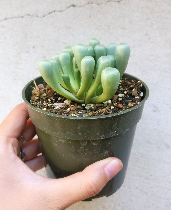 Суккуленты frithia pulchra