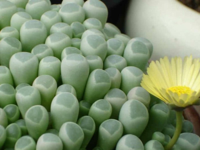 Литопс фенестрария