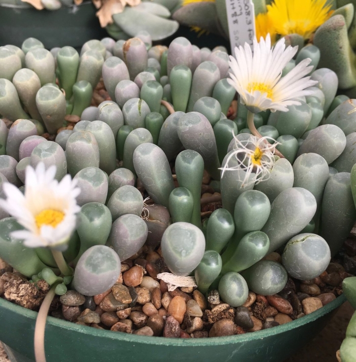 Литопс marmorata