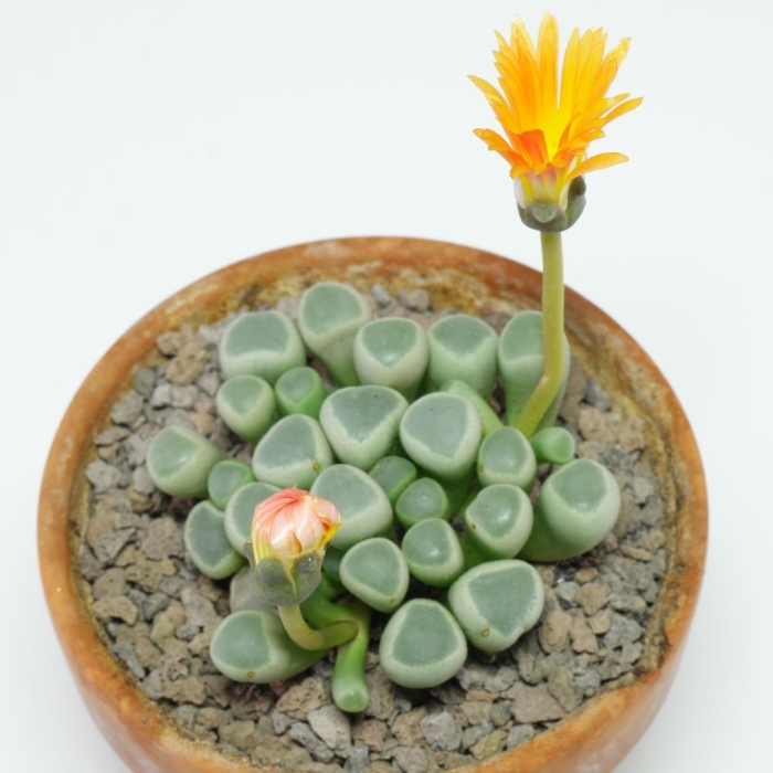 Литопс плейоспилос