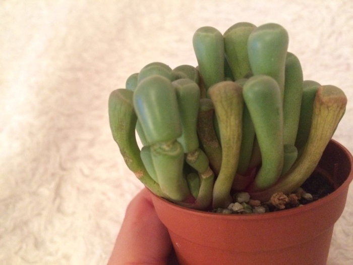 Кактус и суккулент