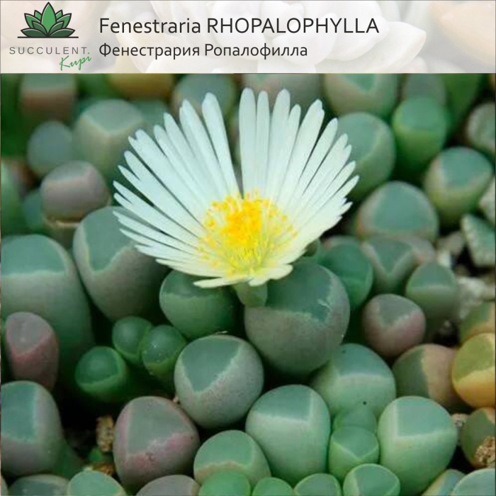 Растение суккулент