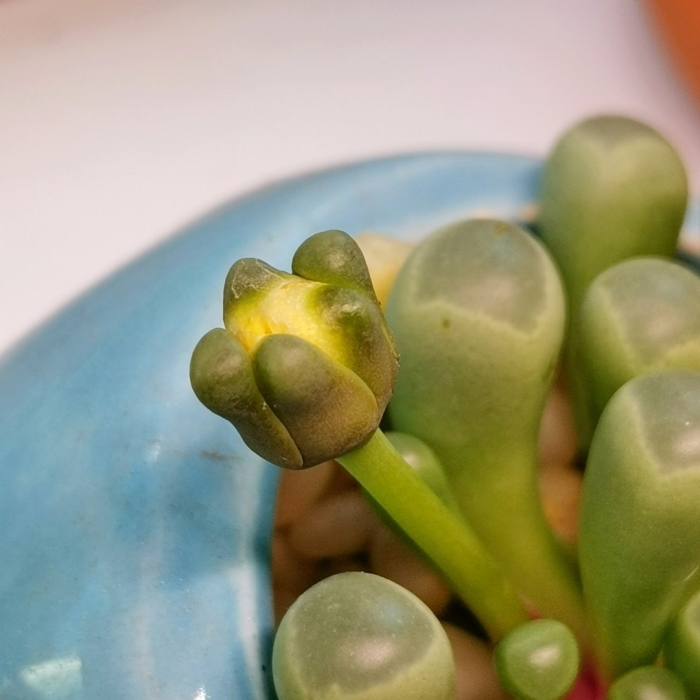 Суккулент растение