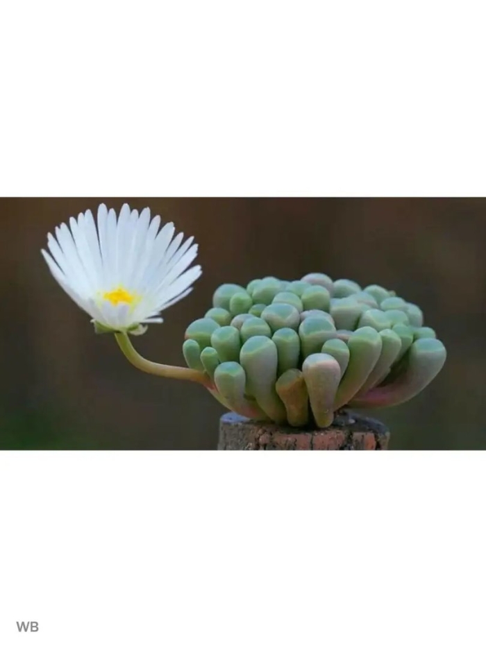 Фенестрария ропалофилла