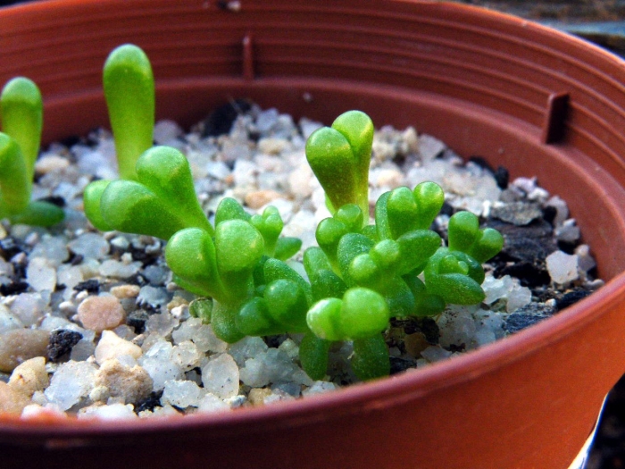 Литопс фенестрария