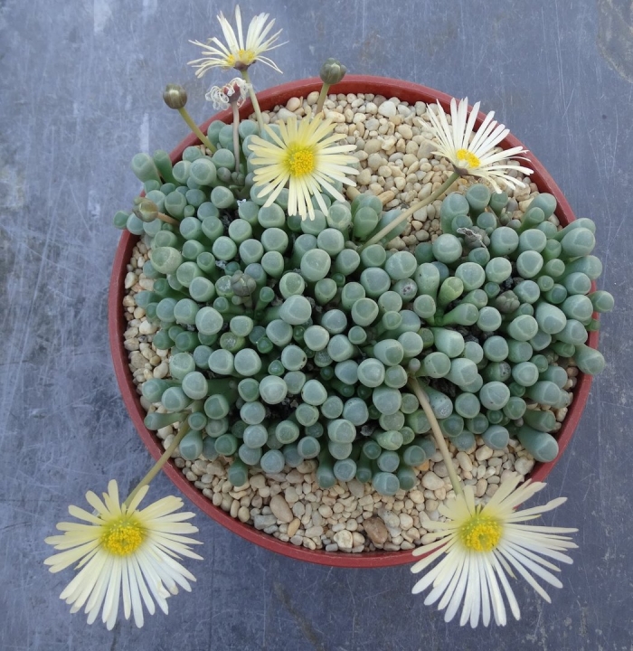 Фенестрария суккулент