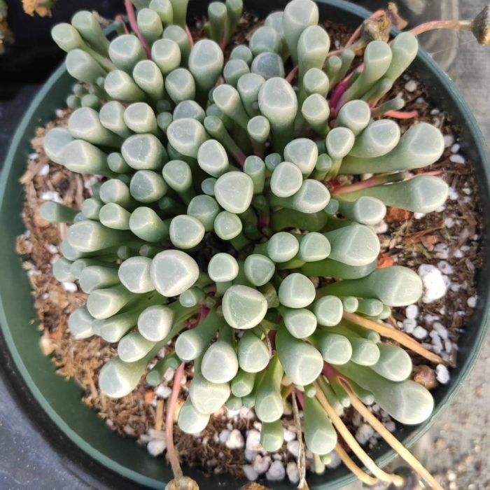 Fenestraria rhopalophylla