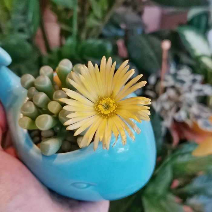 Суккулент кактус