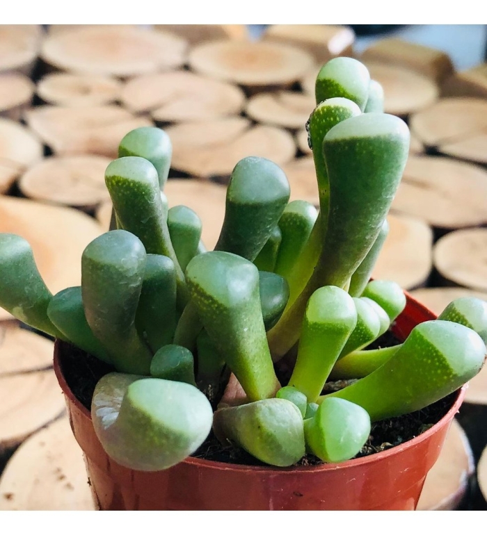 Фенестрария суккулент