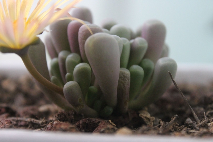 Фенестрария rhopalophylla