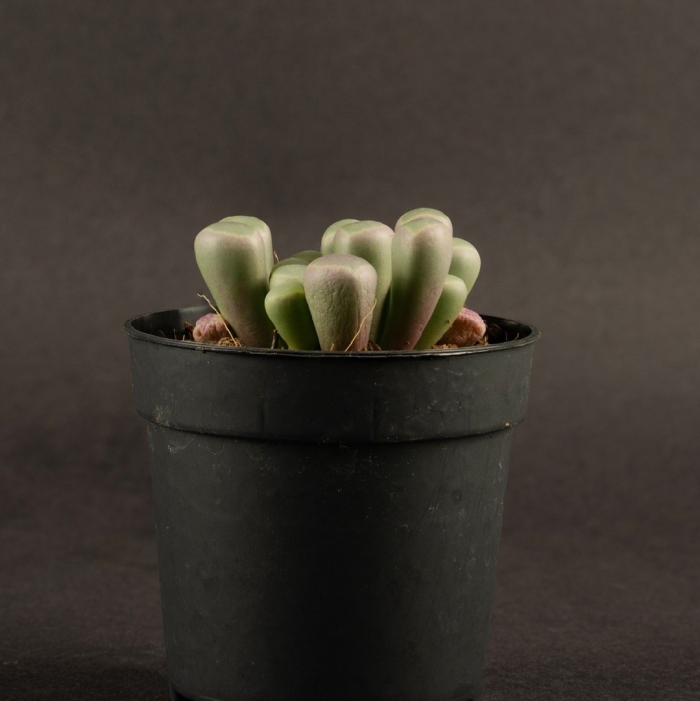 Котиледон ладисми суккулент