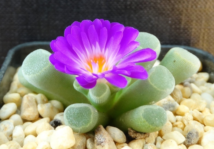 Frithia pulchra