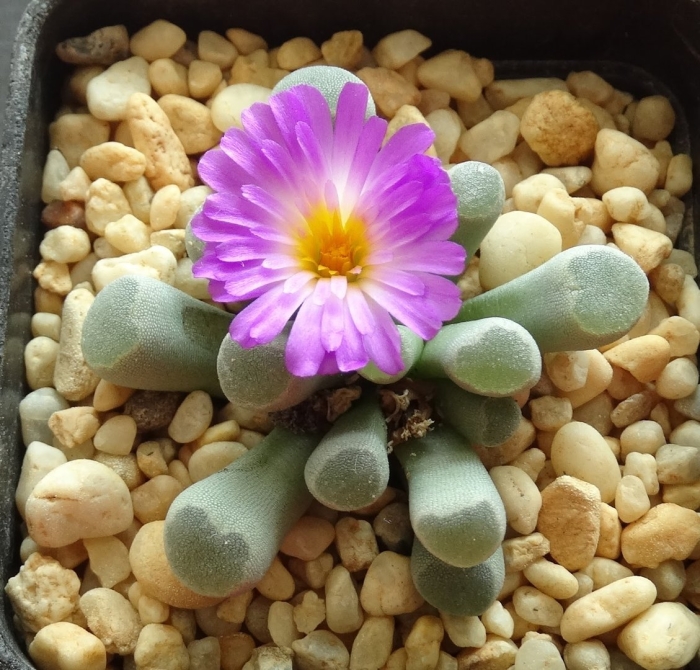 Суккулент фрития