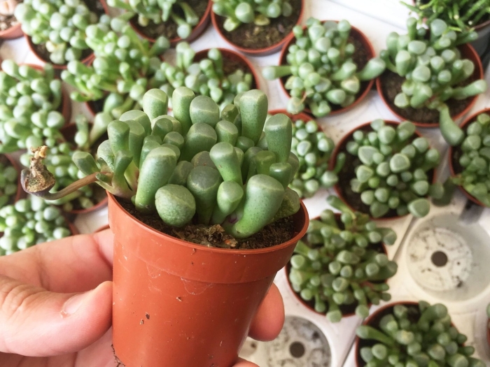 Литопс плейоспилос