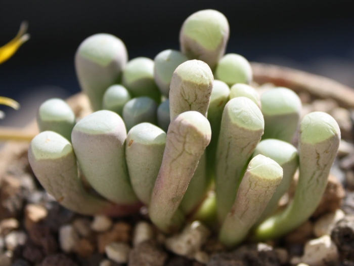 Фенестрария суккулент