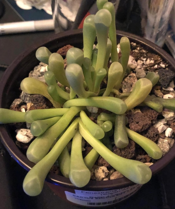 Суккуленты самые необычные