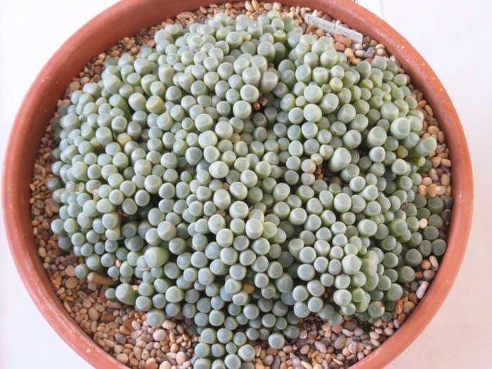 Литопс фенестрария