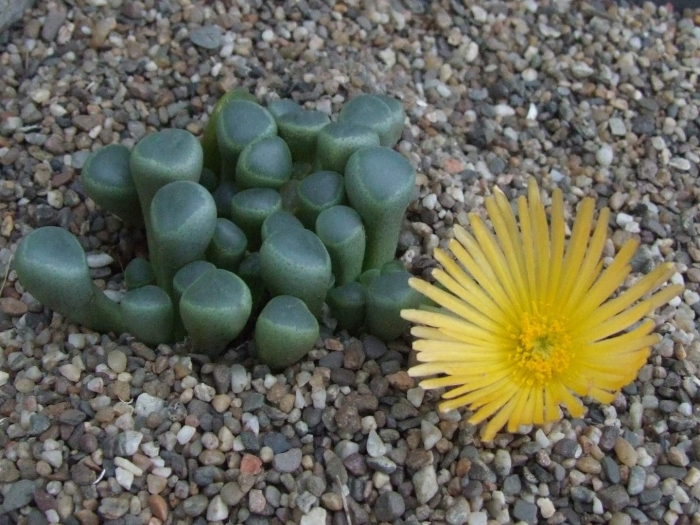 Фенестрария суккулент
