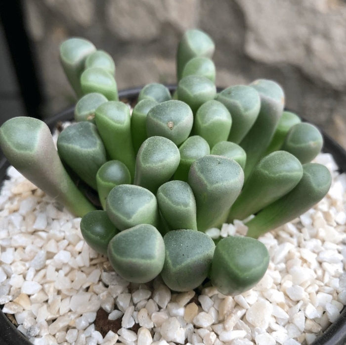 Фенестрария аурантика