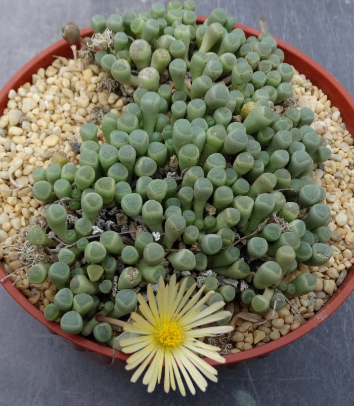 Фрития и фенестрария