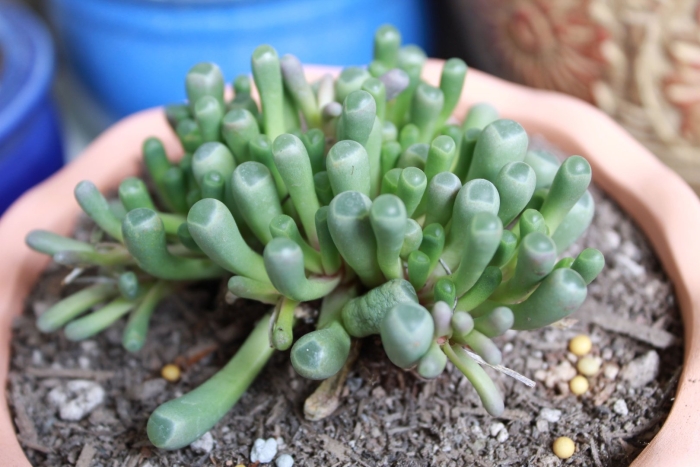 Фенестрария суккулент