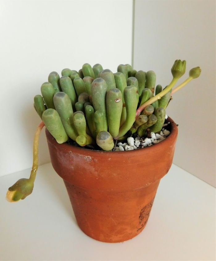 Литопс фенестрария