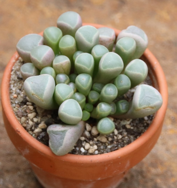 Фенестрария булаволистная