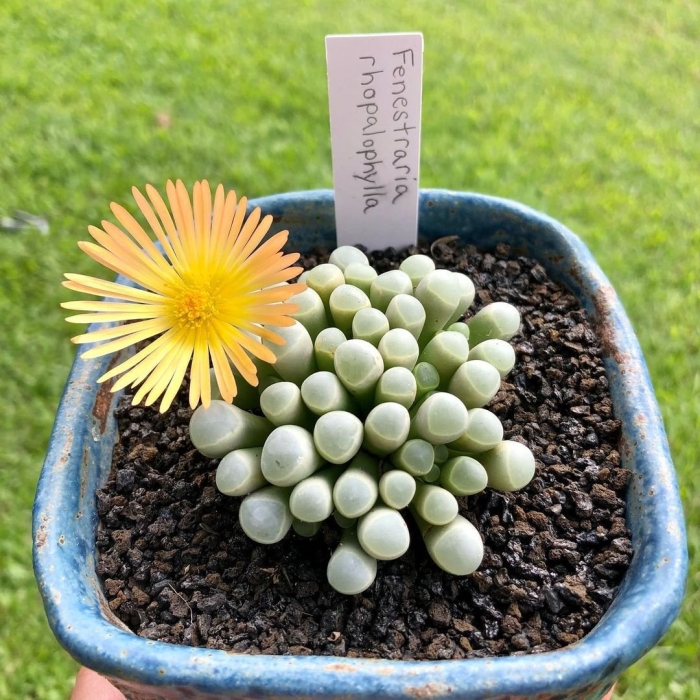 Литопс конофитум