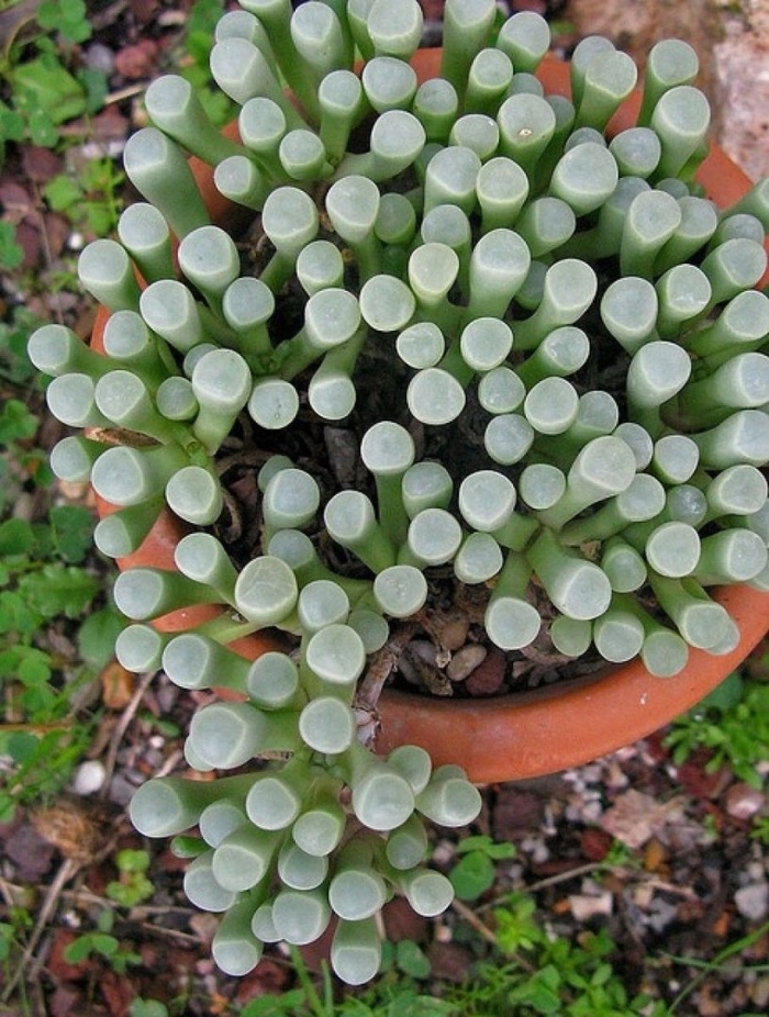 Крестовник крассула