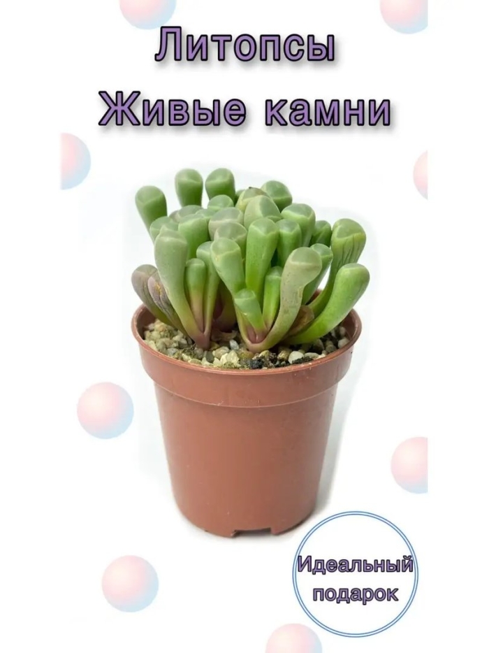 Литопс живые камни