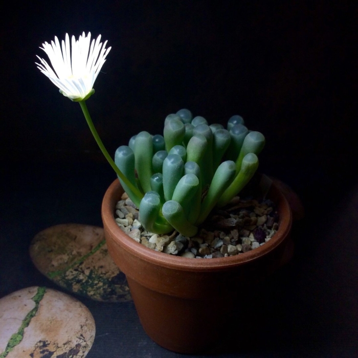 Conophytum friedrichiae