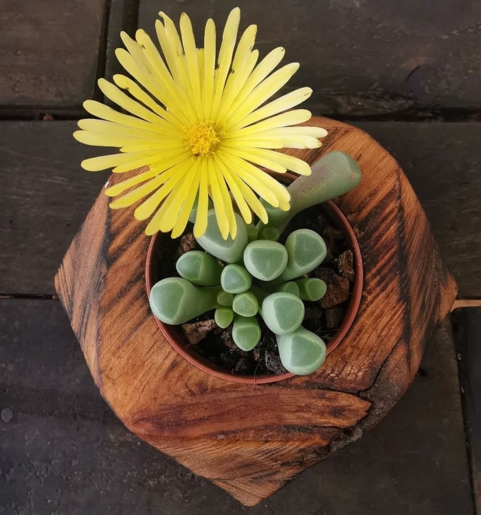 Фенестрария булаволистная