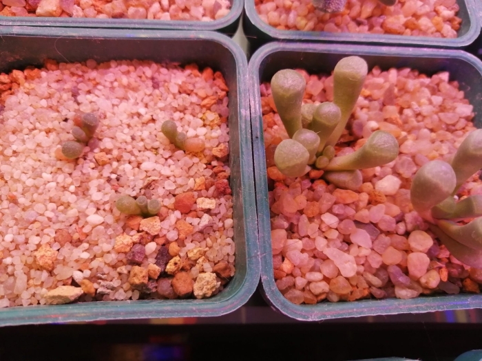 Литопсы из семян