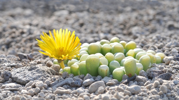 Литопс dinteranthus microspermus