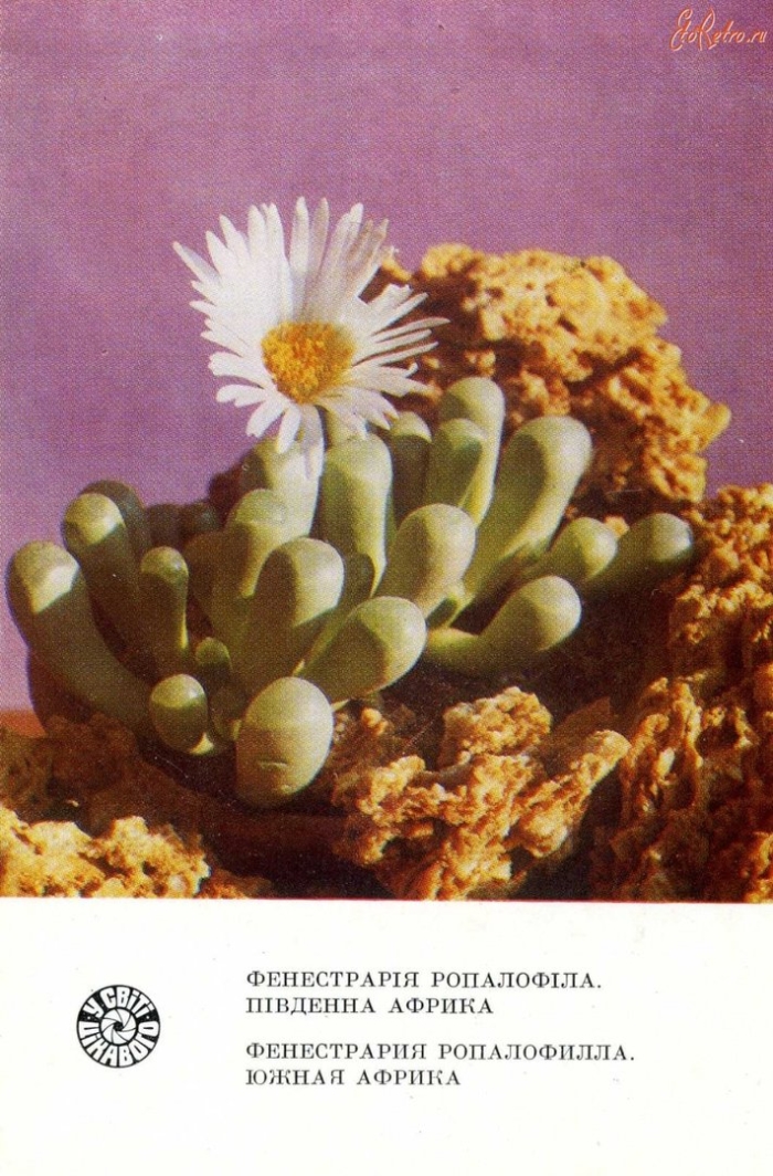 Фенестрария ропалофилла