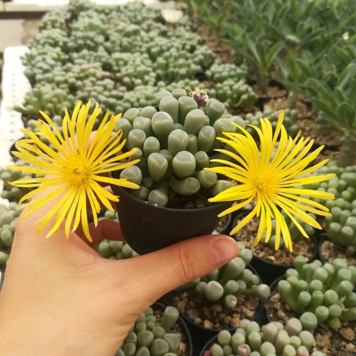 Суккулент литопс конофитум