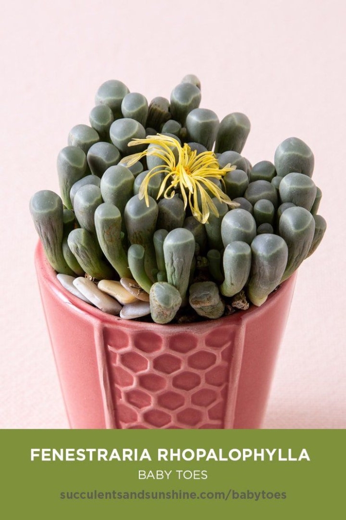 Фенестрария rhopalophylla